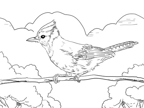 Perched Blue Jay Coloring Page